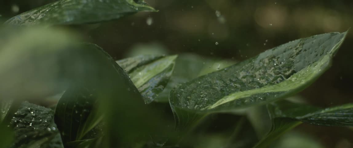 Raindrops fall onto leaves of plant