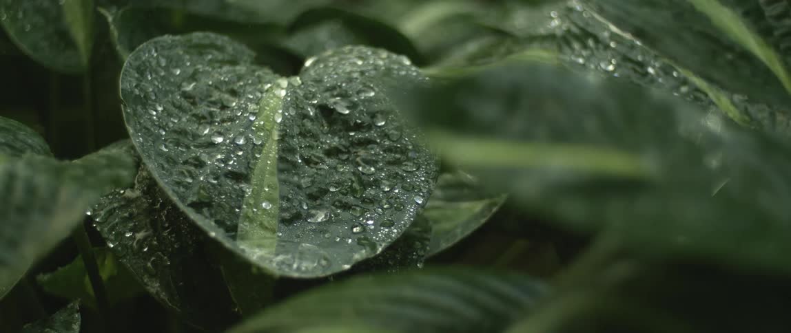 Drops of rain fall on a leaf outdoors during the day