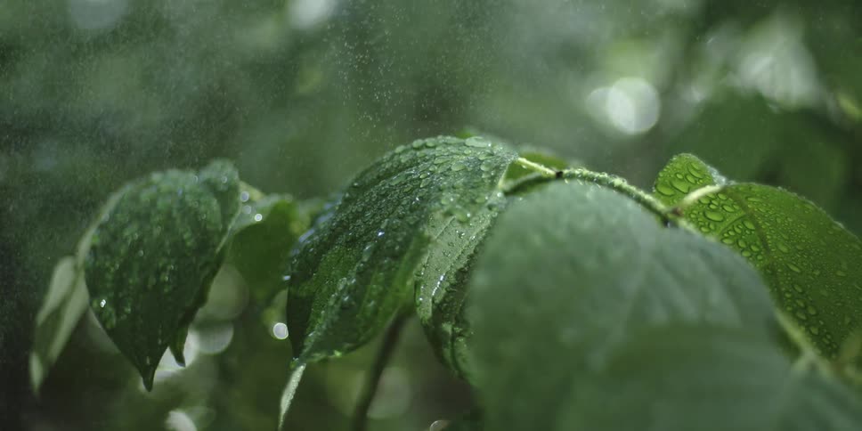 Close up of a green leafy plant with water droplets collecting on the leaf as water particles fall onto it