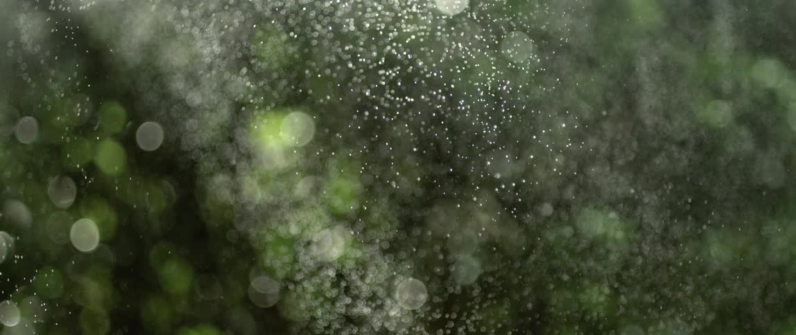 Water particles falling out of the sky in the sunlight onto plants in the forest