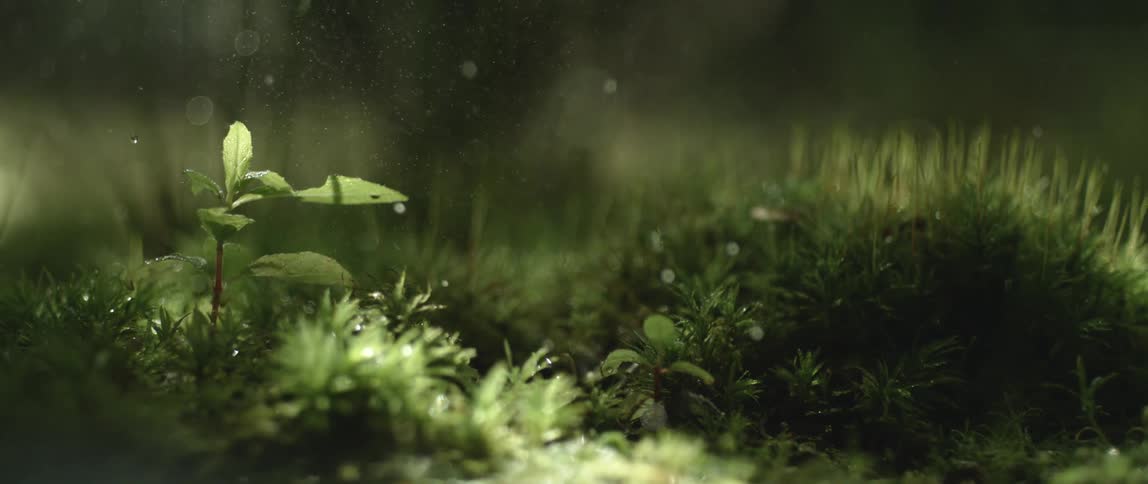 Drops of water fall onto a mossy forest floor