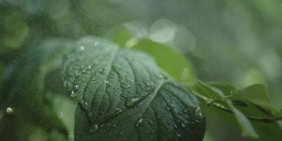 Small and large drops of water falling on a leaf of a plant