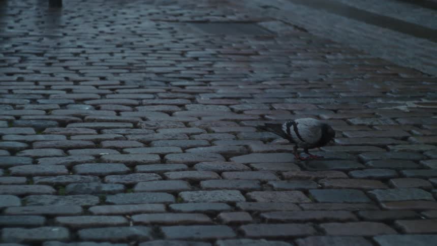 A bird pecks between the bricks on a cobblestone road