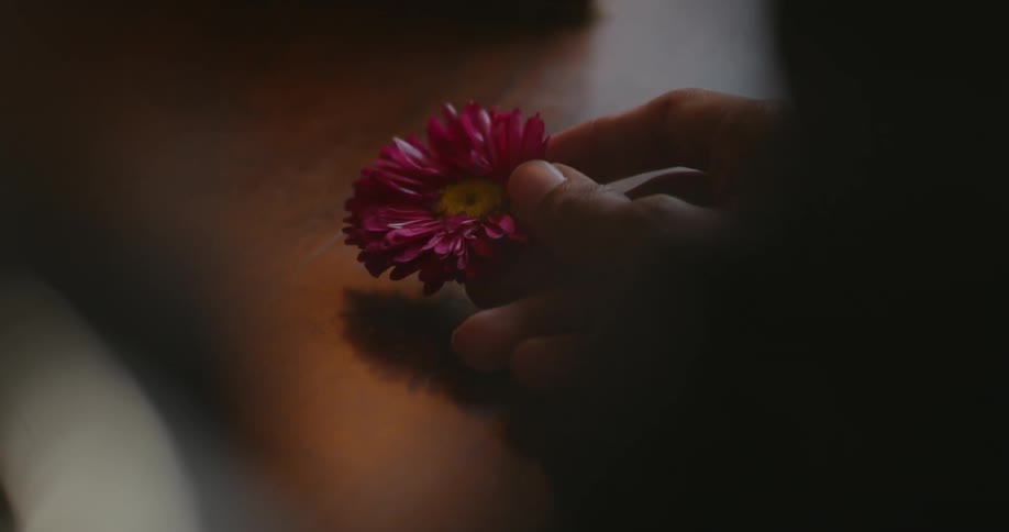 Person picks up purple pink flower lying on wooden surface