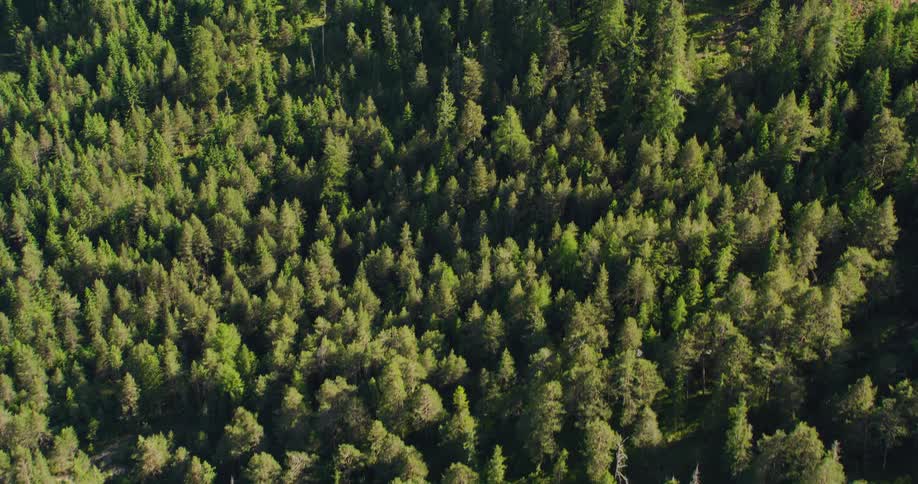 An aerial view of a pine forest