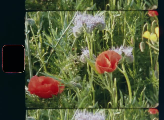 Handheld and dynamic Super 8mm film footage of colourful wildflowers in red orange yellow and other colors sway and move in the breeze or mild wind with horizontal and spinning camera movement