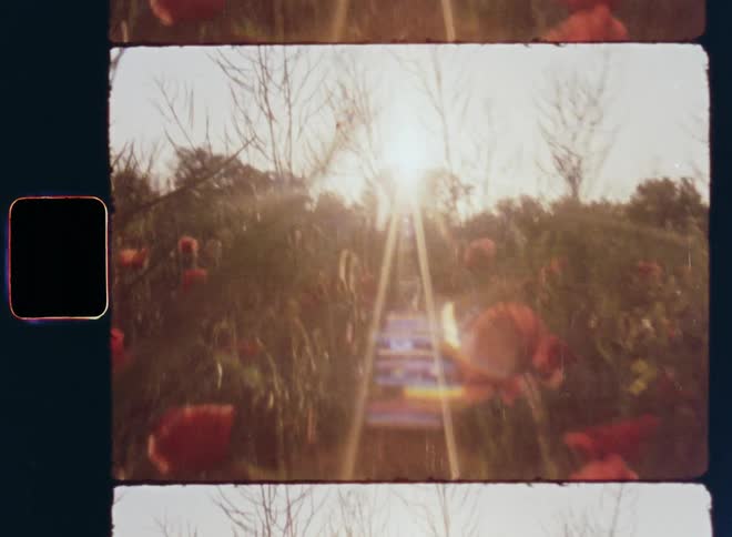 Vintage Super 8 camera glides through a field of wildflowers towards the sun in direct sunlight with bright light and lens flare with branches and leaves sticking up and the tree tips of the forest in the background at the horizon