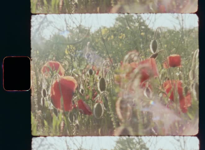 Dynamic handheld 8mm film of an organic agriculture farm field with red poppy and yellow rape flowers flowering in the sunlight and slightly swaying in the wind on a mild springtime day on the rural countryside