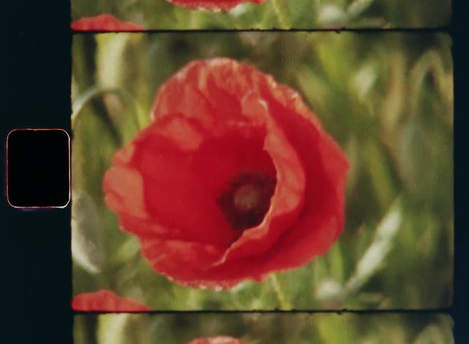 Old handheld Super-8 film footage of a single red poppy flower with buds and seeds at its center and its petals moving in the wind or mild breeze during powder spraying on a sunny summer evening in warm sunlight in a field of wildflowers