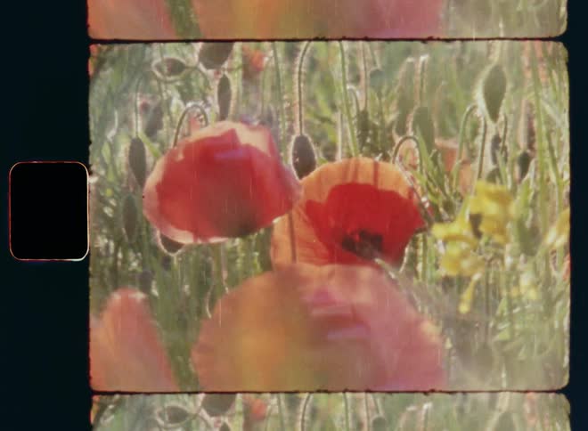 Handheld 8mm film closeup of red poppy and yellow rape flowers with green stems and leaves on a natural and wild field during day time in bright sunshine with vintage retro lens flare