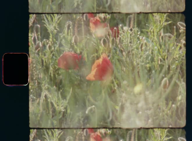 Shaky hand-held Super-8 mm film footage of red poppy flowers and closed buds next to tall grass and dense vegetation of a wild and natural field in warm sunshine during day time on a summer time or springtime day