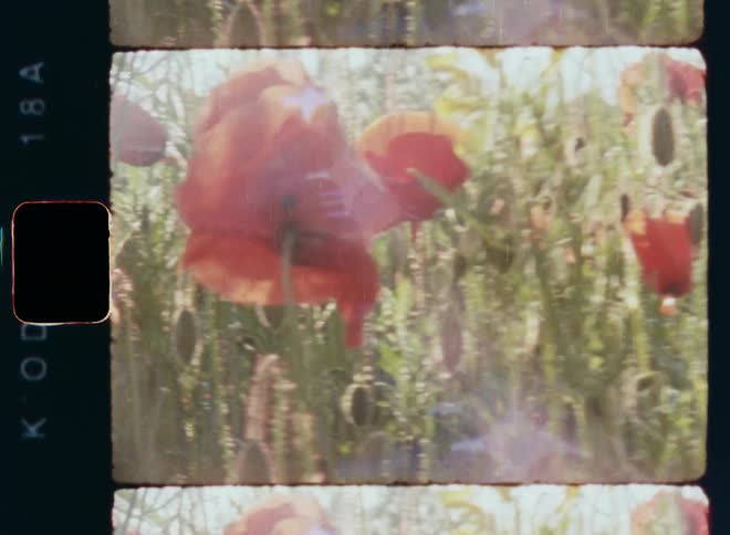 An abundance of red poppies and yellow rape flowers and closed buds in a wild field with great biodiversity under the sunlight representing a healthy environment and ecosystem and the beauty of Mother Nature on vintage Super 8 mm film