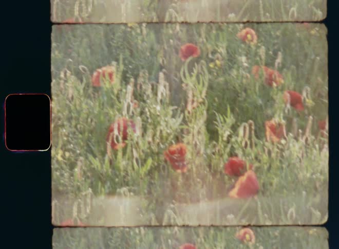 Dynamic panning Super 8mm shot of diverse wild flora with various types of vibrant flowers and plants including red poppies and flowering yellow rape plants symbolising a healthy ecosystem and providing pollen grains for pollinators