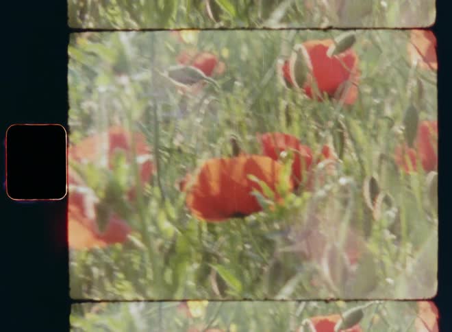 Handheld dynamic 8mm film footage of orange and red poppies with green leaves sway in the breeze on a sunny day in warm sunlight as the sunrays cause lens flares in the vintage camera