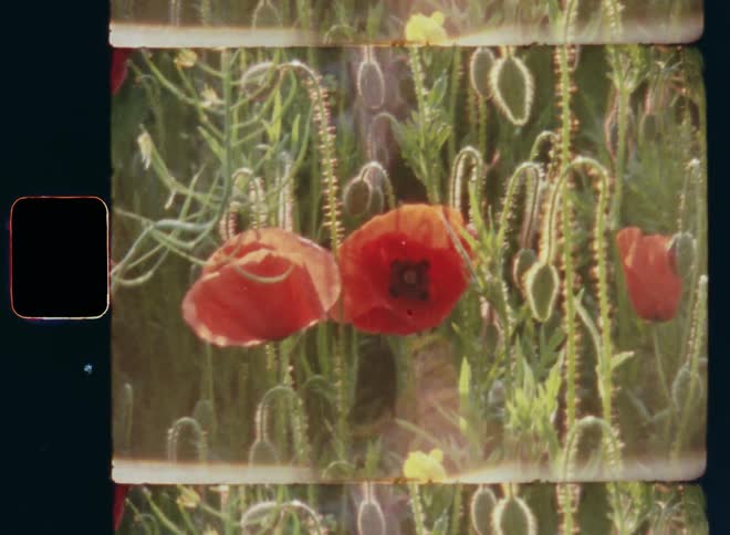 Handheld dynamic 8mm film footage closeup zooming in on flora or bunch of flowering wild poppy flowers with red petals and hanging green buds backlit by bright warm sunshine of the setting sun during a mild summer evening