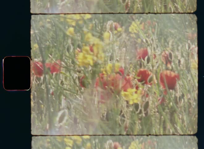 Handheld panning Super 8mm shot of garden with various types of wild colorful flowers including yellow rape plants and vibrant red poppies during pollination as symbol for biodiversity abundance and a healthy ecosystem