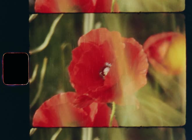 Wild red poppy flowers with green leaves and buds and green plant surrounded with yellow rape plants with dark background making the colourful petals very contrasty on vintage 8mm film with a nostalgic vibe
