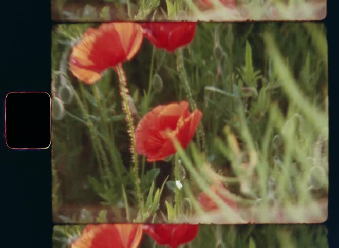 Handheld dynamic 8mm film footage zooming in on orange and red poppy flowers with multiple buds and green stems sway and move in the breeze and slight wind with lens flare and vintage film burn