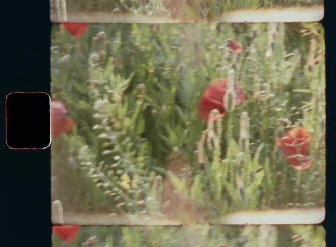 Shaky dynamic and handheld vintage 8mm film footage with lens flare of a wild field of flowers with closed buds and an open red poppy flower and green bushes and grasses in pristine nature
