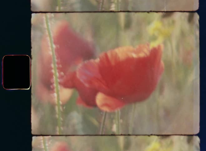 Shaky dynamic handheld archival Super 8mm film footage of a pair of red poppy flowers swaying in the breeze in a field of vibrant and colourful wildflowers and green bushes and grasses with branches and leaves