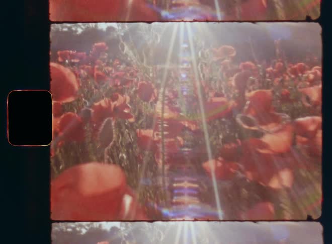 Old super 8mm film footage gliding over vibrant and colorful red poppies and other flowers in a green and grassy wild and natural field in bright sunshine as the sun sets at the horizon causing glares and lens flares