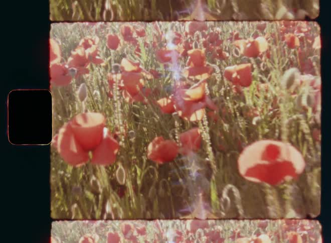 Smooth and dynamic handheld Kodak Vision3 50D Super 8mm film footage of a field of small plants with an abundance of red poppy flowers in bright sunlight as the sun shines at the horizon causing a lens flare and glare