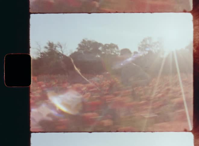Young adult man and woman running hand in hand through field of plants and colorful red flowers cheering and raising their arms and hands expressing happiness and joy of life as the sun sets behind trees on vintage 8mm film with nostalgic vibe