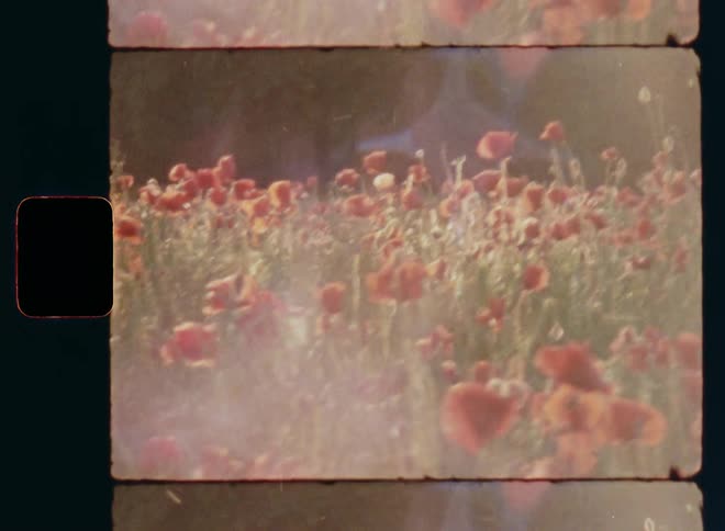Shaky and dynamic handheld 8mm film of wild flowers growing on a vivid field with poppies and insects such as honey bees bugs and other pollinators flying around the petals during pollination to feed on nectar and pollen in bright and warm sunshine