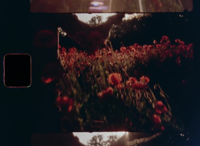 Vintage 8mm closeup of a man with beige pants and gray shirt that takes the hand of a young brunette woman with long brown hair as they start walking into the sunset in a field of red flowers while holding hands after getting engaged