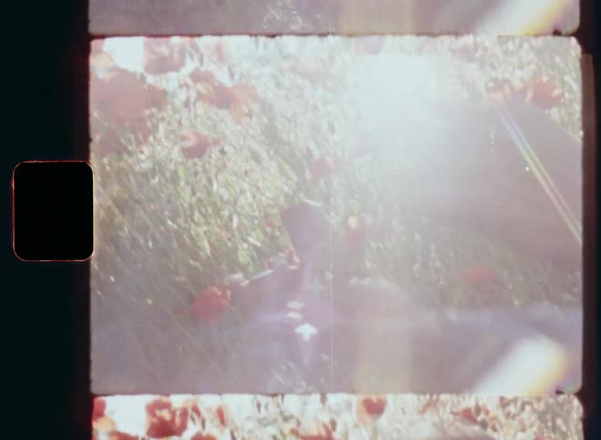 A man in gray shirt on one knee presents a silver engagement ring with brilliants in a red jewelry case to a young and beautiful woman during a romantic marriage proposal in a field of wildflowers and red poppies on old Super-8 film