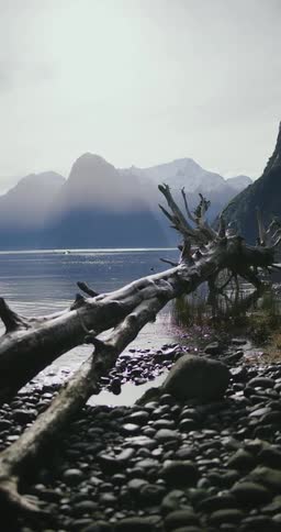 Huge tree trunk thrown on the shores of the lake amidst nature