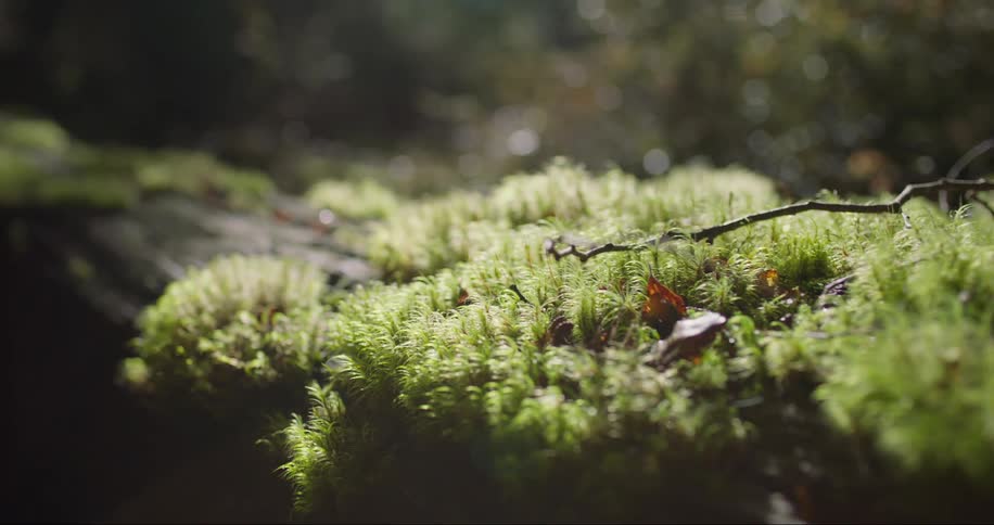 Green moss on a log with leaves and twigs