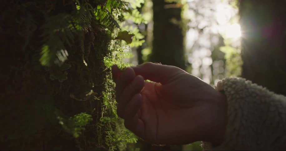 A hand touches green moss growing on a tree in the forest