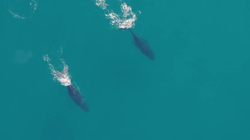 Whales break the surface before they continue swimming underwater