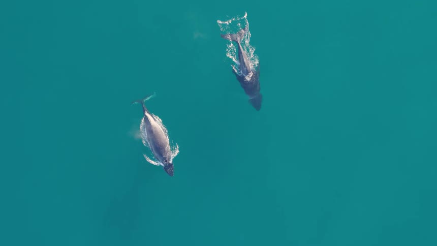 Aerial view of two whales coming up to the surface and then returning