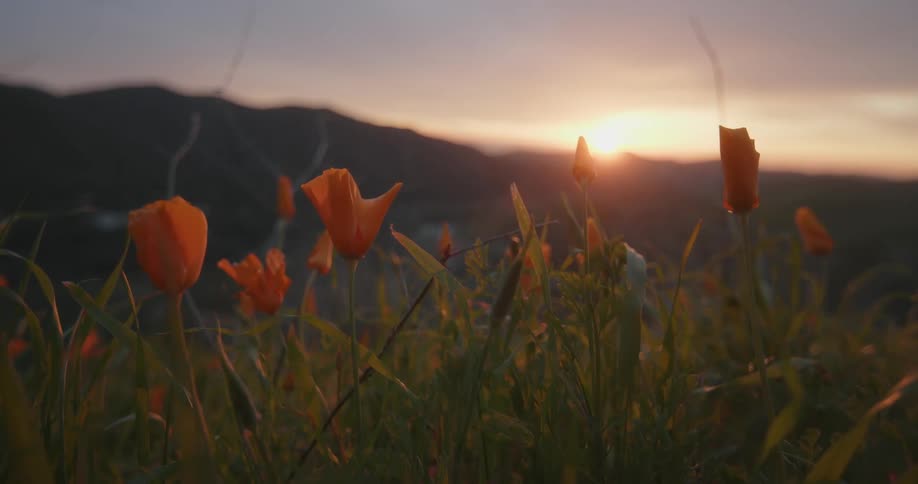 Close up of flowers located in the mountains with the sunrise in the background