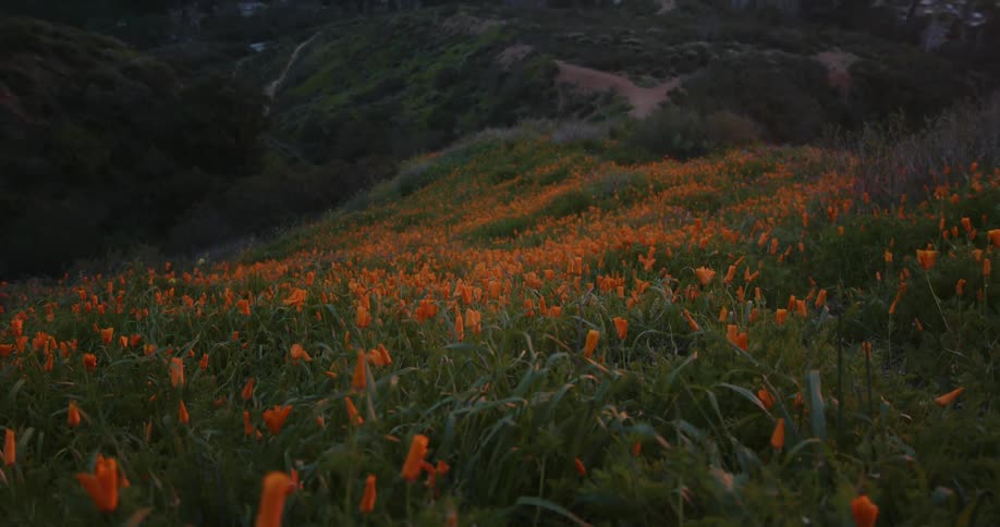 Mountain covered with orange flowers