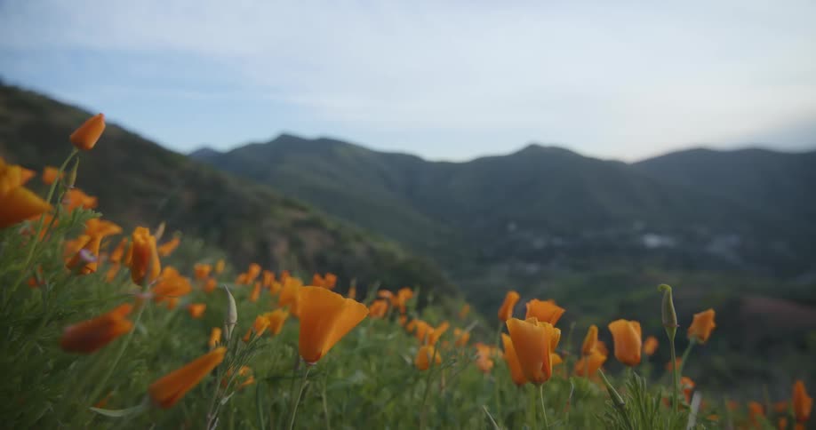Flowers in a grassfield with a mountain range in the background