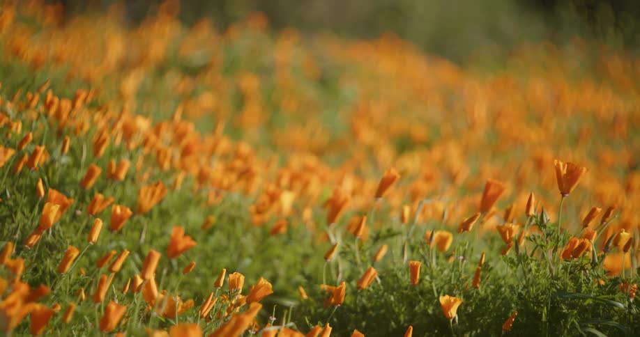 A field of closed poppies