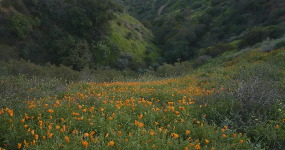 Flowers and grass cover the meadow