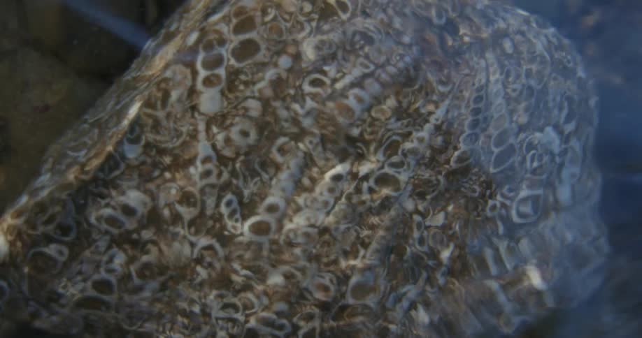 Closeup on a small stone inside the river with running water passing by