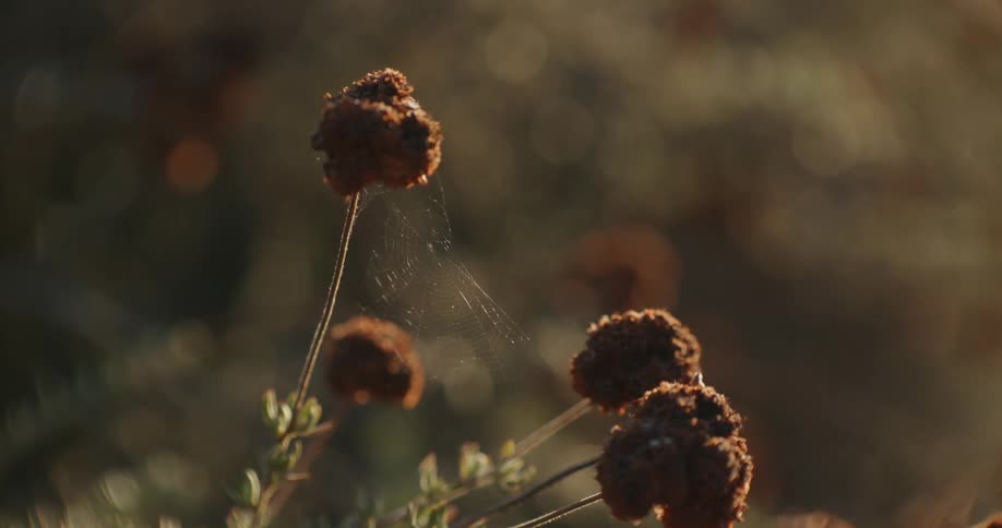 Dried brown plants during the day with spider webs in between the stems