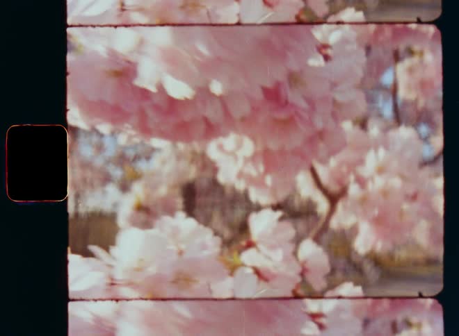 Dynamic hand-held film footage of a tree covered in millions of blossoming white and pinkish flowers with bright and soft petals as the retro Super 8 film camera moves closely along the branches outdoors during day time