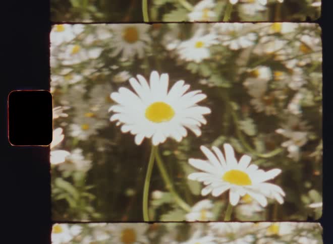 Retro Super 8 mm macro closeup of two white daisies or daisy flowers with bright petals and yellow pistils in a field of wildflowers in bright sunshine during the day with dynamic sideways camera movement and vintage film burn