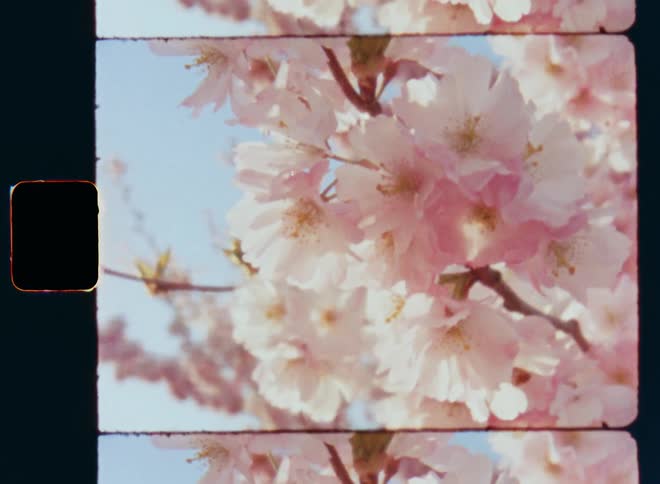 Looking up into a tree with branches covered in several light pink flowers as the white soft petals move or sway in the wind or breeze on a sunny day with blue sky and with dreamy daydream or beauty vibes