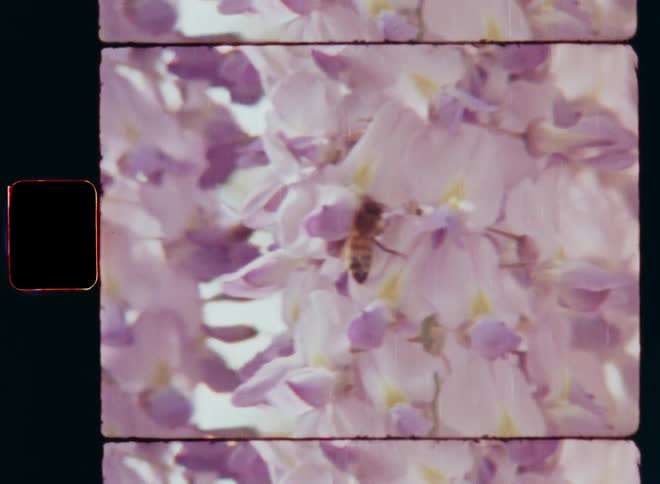 A wild honey bee is collecting nectar or pollen grains on several white and lilac flowers during the day in bright sunshine while pollinators are pollinating the blossoming plants as symbol for fertilization in a healthy ecosystem on vintage film