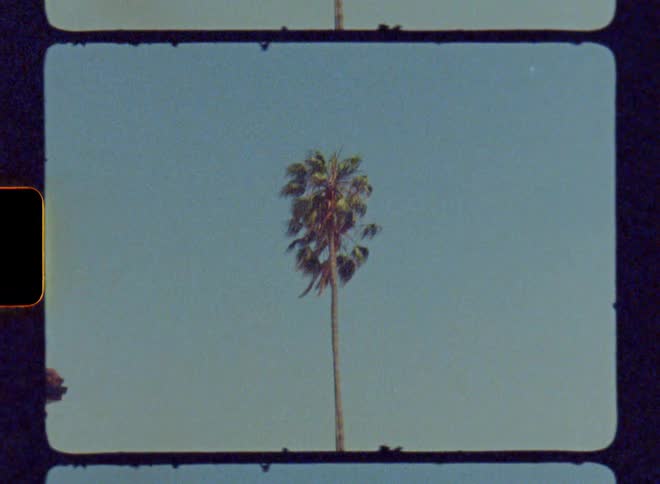 A tall palm tree in the middle of the day against a blue sky