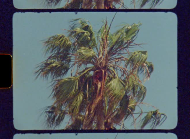 A tall palm tree with the wind blowing in one direction