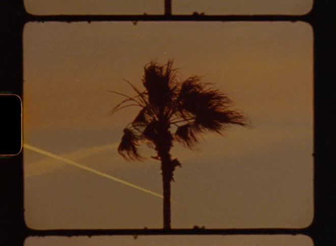 Palm tree sway against the wind during sunset