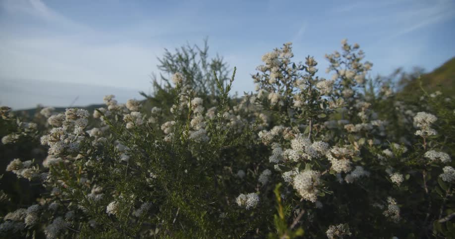 White flowers bloom in a green meadow